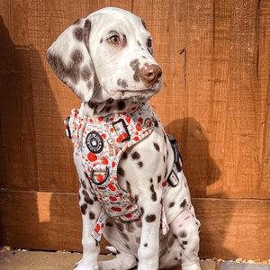 Trail & Glow® Dog Harness Bundle Set - Autumn Magic - Bailey and Coco (UK)