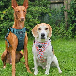 Trail & Glow® Dog Harness Bundle Set - Autumn Magic - Bailey and Coco (UK)