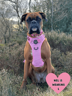 Trail & Glow® Dog Harness Bundle Set - Bubblegum Pink Tweed - Bailey and Coco (UK)