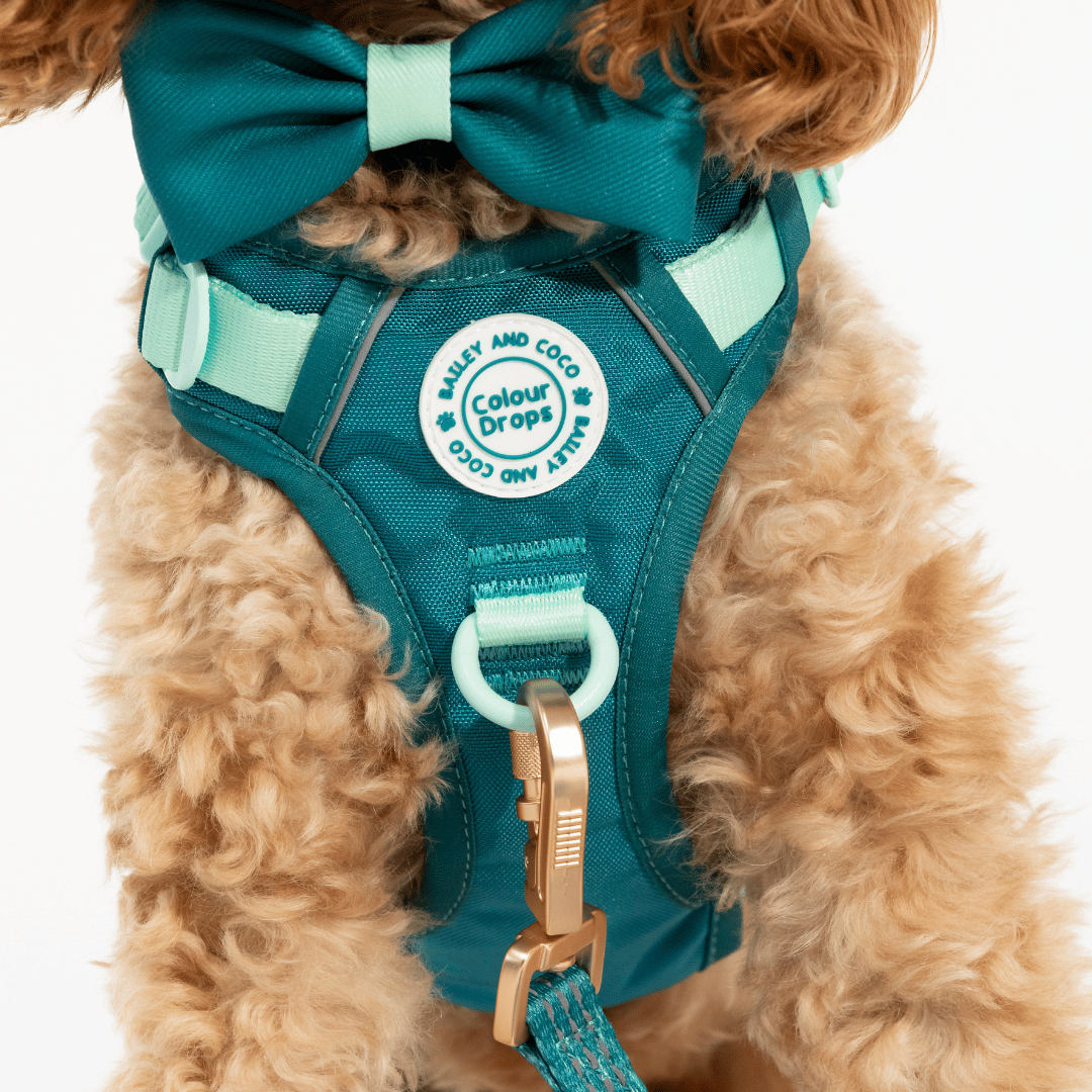 Trail & Glow® Dog Harness Bundle Set - COLOUR DROPS® - Ice Teal - Bailey and Coco (UK)