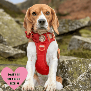 Trail & Glow® Dog Harness Bundle Set - COLOUR DROPS® - Spice it up - Bailey and Coco (UK)