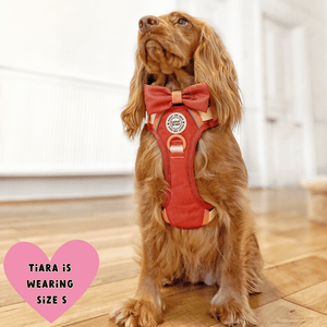 Trail & Glow® Dog Harness Bundle Set - COLOUR DROPS® - Spice it up - Bailey and Coco (UK)