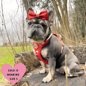 Trail & Glow® Dog Harness Bundle Set - COLOUR DROPS® - Spice it up - Bailey and Coco (UK)