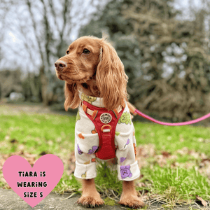 Trail & Glow® Dog Harness Bundle Set - COLOUR DROPS® - Spice it up - Bailey and Coco (UK)