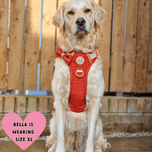 Trail & Glow® Dog Harness Bundle Set - COLOUR DROPS® - Spice it up - Bailey and Coco (UK)