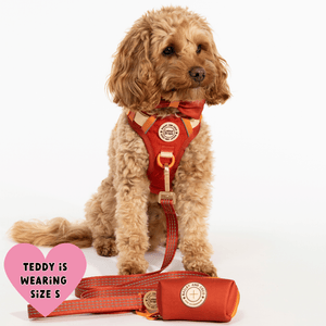 Trail & Glow® Dog Harness Bundle Set - COLOUR DROPS® - Spice it up - Bailey and Coco (UK)