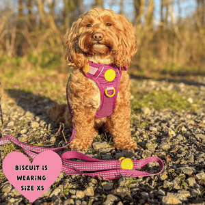 Trail & Glow® Dog Harness Bundle Set - COLOUR DROPS® - We're Jammin' - Bailey and Coco (UK)