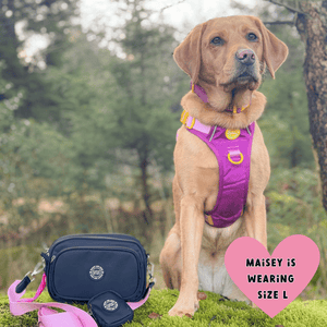 Trail & Glow® Dog Harness Bundle Set - COLOUR DROPS® - We're Jammin' - Bailey and Coco (UK)