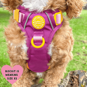 Trail & Glow® Dog Harness Bundle Set - COLOUR DROPS® - We're Jammin' - Bailey and Coco (UK)