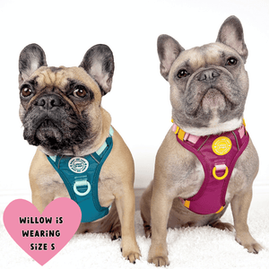 Trail & Glow® Dog Harness Bundle Set - COLOUR DROPS® - We're Jammin' - Bailey and Coco (UK)