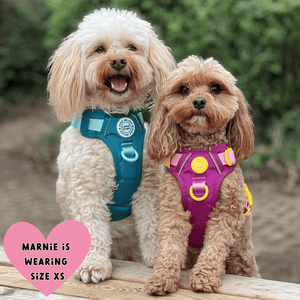 Trail & Glow® Dog Harness Bundle Set - COLOUR DROPS® - We're Jammin' - Bailey and Coco (UK)