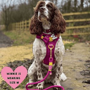 Trail & Glow® Dog Harness Bundle Set - COLOUR DROPS® - We're Jammin' - Bailey and Coco (UK)