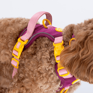 Trail & Glow® Dog Harness Bundle Set - COLOUR DROPS® - We're Jammin' - Bailey and Coco (UK)