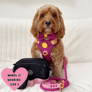 Trail & Glow® Dog Harness Bundle Set - COLOUR DROPS® - We're Jammin' - Bailey and Coco (UK)