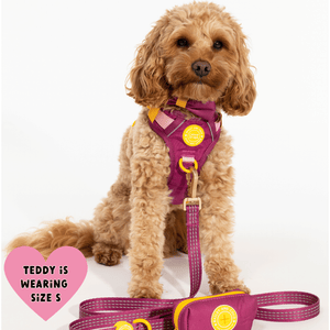 Trail & Glow® Dog Harness Bundle Set - COLOUR DROPS® - We're Jammin' - Bailey and Coco (UK)