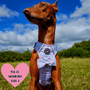 Trail & Glow® Dog Harness Bundle Set - Flamingo Fling - Bailey and Coco (UK)