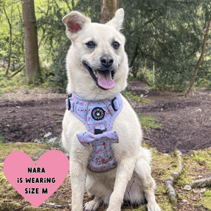 Trail & Glow® Dog Harness Bundle Set - Flamingo Fling - Bailey and Coco (UK)