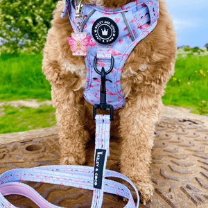 Trail & Glow® Dog Harness Bundle Set - Flamingo Fling - Bailey and Coco (UK)