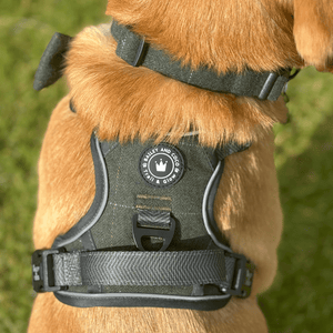 Trail & Glow® Dog Harness Bundle Set - Forest Tweed - Bailey and Coco (UK)