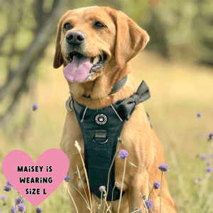 Trail & Glow® Dog Harness Bundle Set - Forest Tweed - Bailey and Coco (UK)