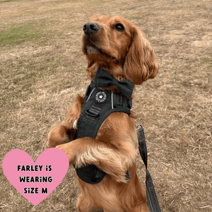 Trail & Glow® Dog Harness Bundle Set - Forest Tweed - Bailey and Coco (UK)