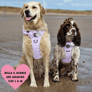 Trail & Glow® Dog Harness Bundle Set - Gingham Dreams - Bailey and Coco (UK)