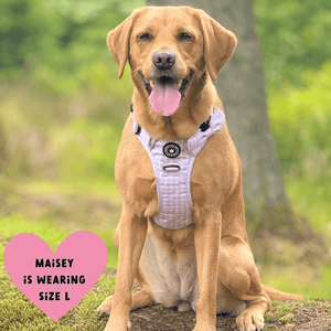 Trail & Glow® Dog Harness Bundle Set - Gingham Dreams - Bailey and Coco (UK)