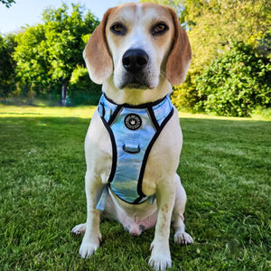 Trail & Glow® Dog Harness Bundle Set - Ocean Breeze - Bailey and Coco (UK)