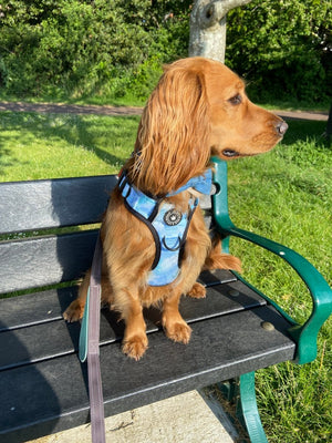 Trail & Glow® Dog Harness Bundle Set - Ocean Breeze - Bailey and Coco (UK)