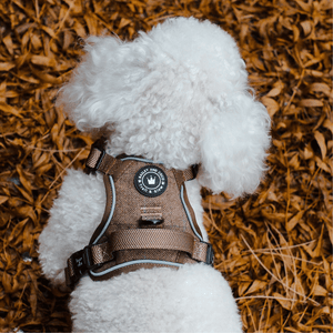 Trail & Glow® Dog Harness Bundle Set - Oxford Tweed - Bailey and Coco (UK)