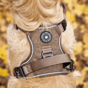 Trail & Glow® Dog Harness Bundle Set - Oxford Tweed - Bailey and Coco (UK)