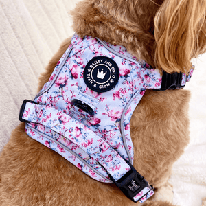 Trail & Glow® Dog Harness Bundle Set - Peony Blossom - Bailey and Coco (UK)