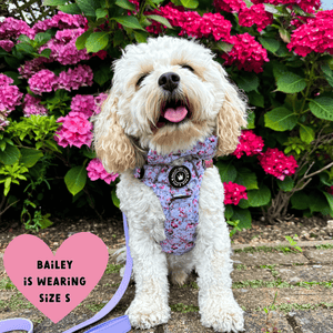 Trail & Glow® Dog Harness Bundle Set - Peony Blossom - Bailey and Coco (UK)