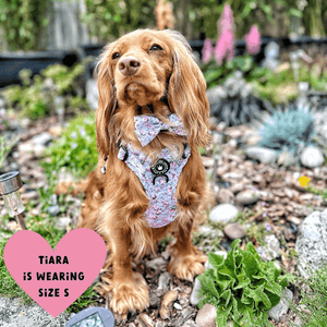 Trail & Glow® Dog Harness Bundle Set - Peony Blossom - Bailey and Coco (UK)