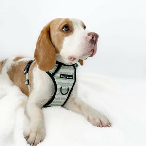 Trail & Glow® Dog Harness Bundle Set - Peppermint Paws - Bailey and Coco (UK)