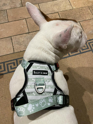 Trail & Glow® Dog Harness Bundle Set - Peppermint Paws - Bailey and Coco (UK)