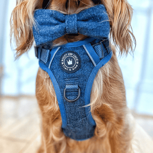 Trail & Glow® Dog Harness Bundle Set - Sapphire Tweed - Bailey and Coco (UK)