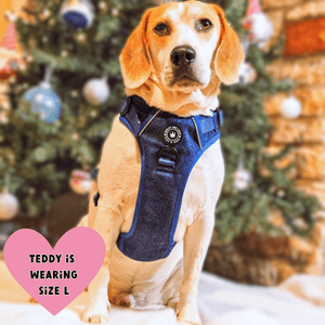 Trail & Glow® Dog Harness Bundle Set - Sapphire Tweed - Bailey and Coco (UK)