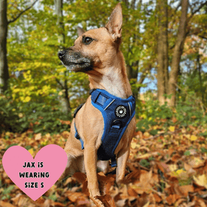 Trail & Glow® Dog Harness Bundle Set - Sapphire Tweed - Bailey and Coco (UK)