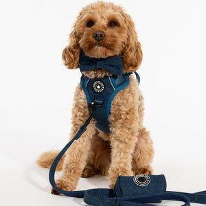 Trail & Glow® Dog Harness Bundle Set - Sapphire Tweed - Bailey and Coco (UK)