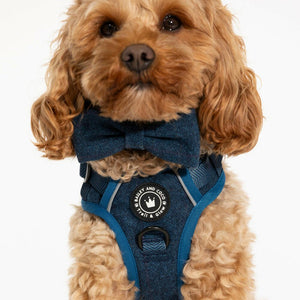 Trail & Glow® Dog Harness Bundle Set - Sapphire Tweed - Bailey and Coco (UK)