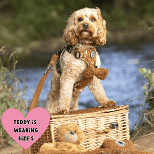 Trail & Glow® Dog Harness Bundle Set - Teddy Bear - Bailey and Coco (UK)