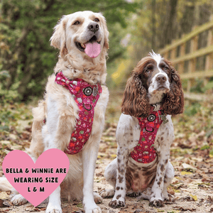 Trail & Glow® Dog Harness Bundle Set - Winter Wonderland - Bailey and Coco (UK)