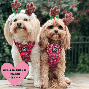 Trail & Glow® Dog Harness Bundle Set - Winter Wonderland - Bailey and Coco (UK)