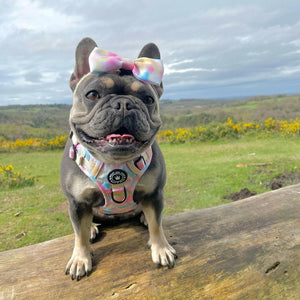 Trail & Glow® Dog Harness - Candy Floss - Bailey and Coco (UK)