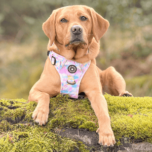 Trail & Glow® Dog Harness - Candy Floss - Bailey and Coco (UK)