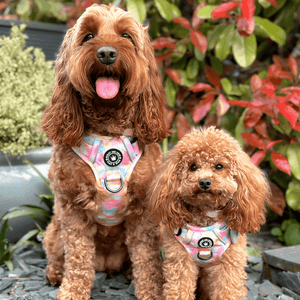 Trail & Glow® Dog Harness - Candy Floss - Bailey and Coco (UK)