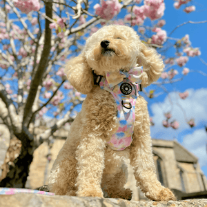 Trail & Glow® Dog Harness - Candy Floss - Bailey and Coco (UK)