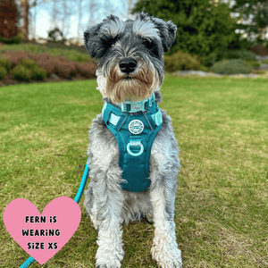 miniature schnauzer harness