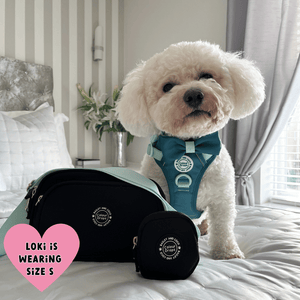 Trail & Glow Dog Harness - COLOUR DROPS® - Ice Teal - Bailey and Coco (UK)